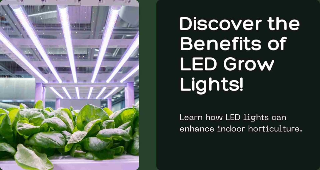 Benefits of LED Grow Lights for Indoor Horticulture​