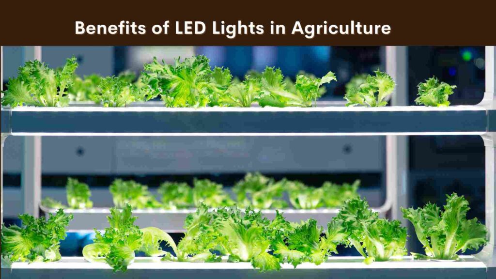 Advantages of Using LED Lights in Agriculture