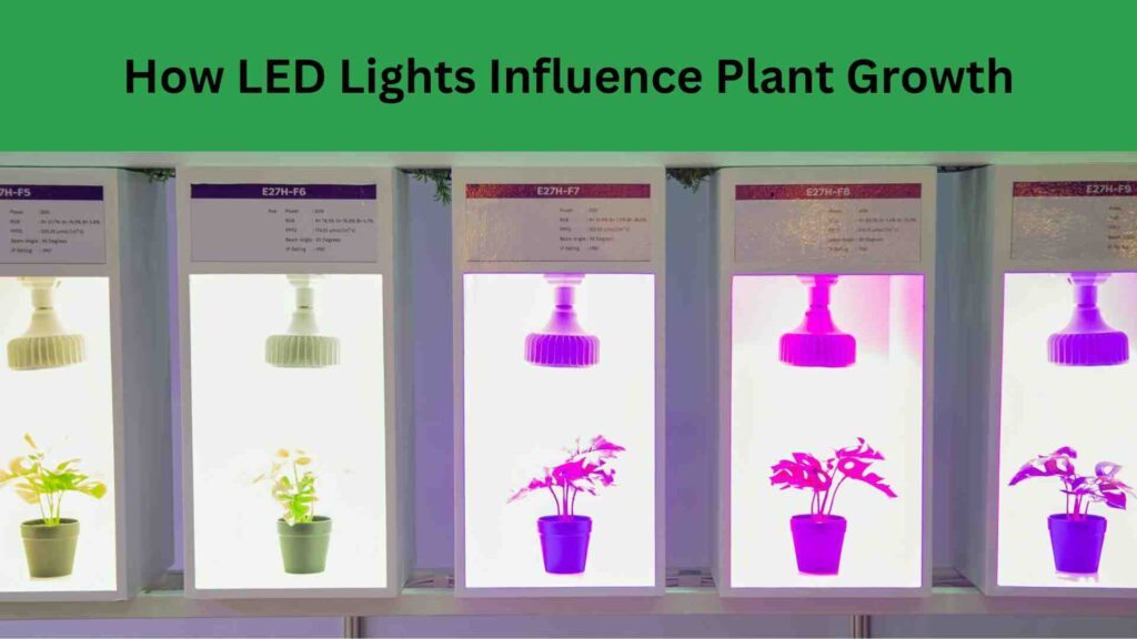 How LED Lights Influence Plant Growth