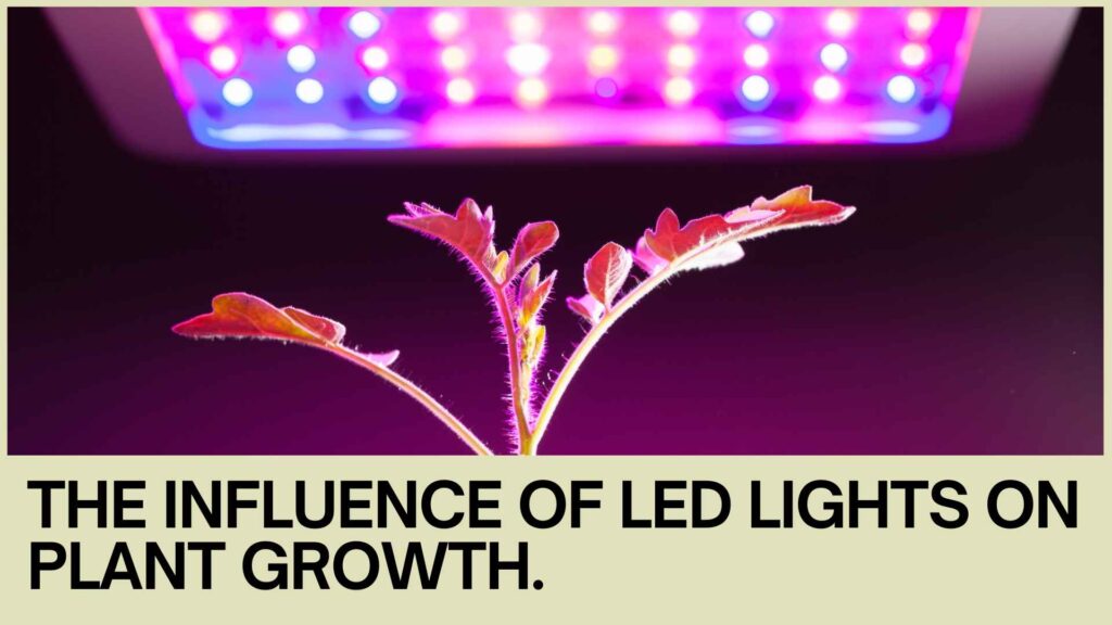 Impact of LED Lights on Plant Growth and Development