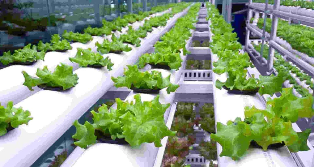 The Benefits of Smart LED Lighting in Horticulture