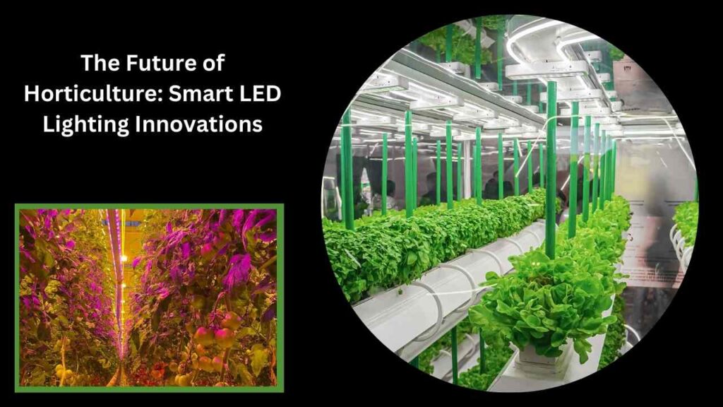 The Future of Horticulture Smart LED Lighting Innovations